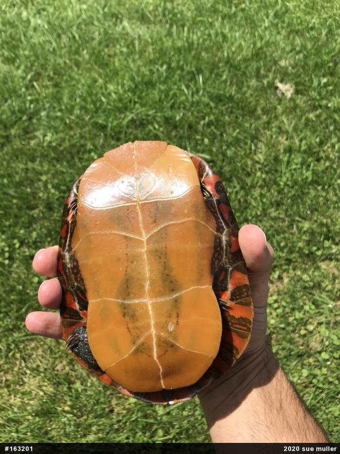 Painted Turtle