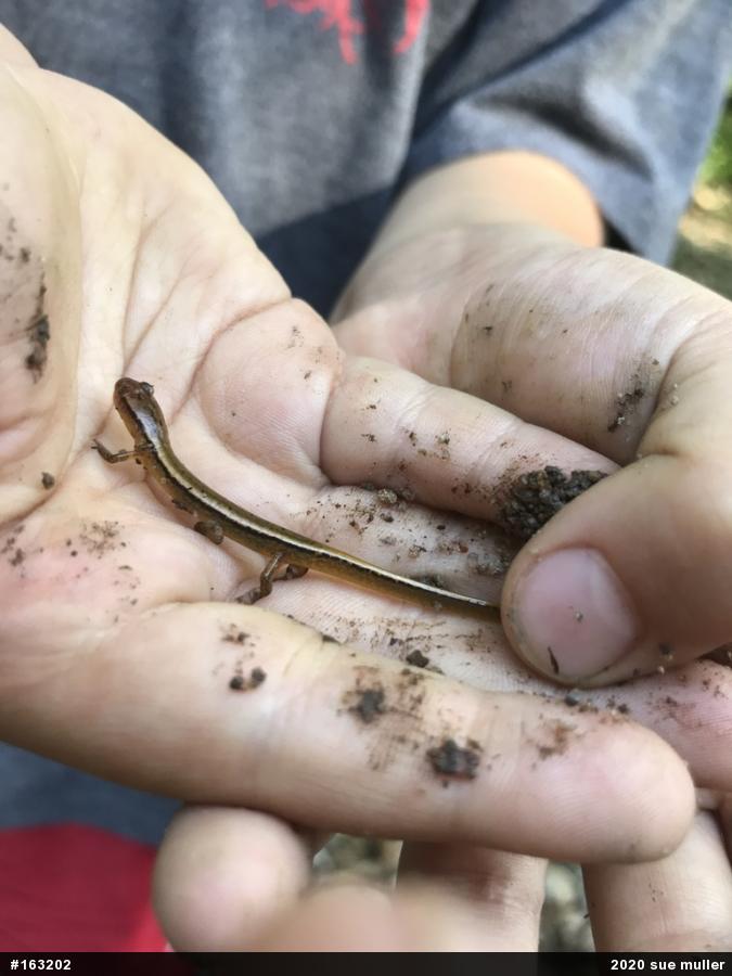 Northern Two-lined Salamander