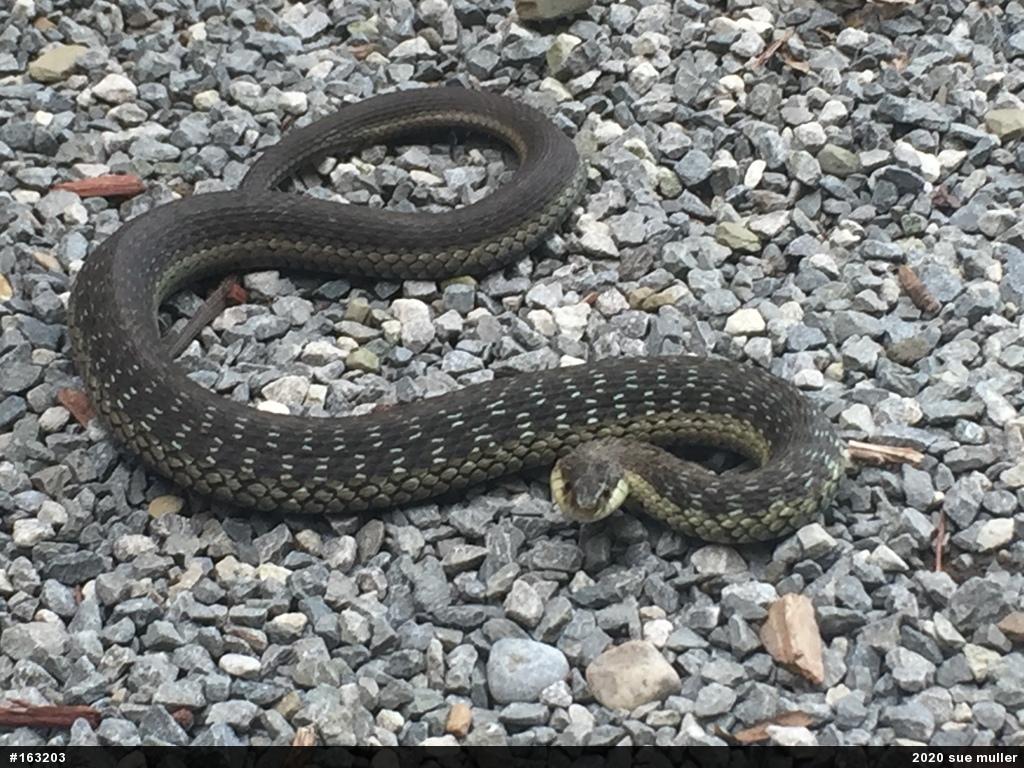 Eastern Gartersnake