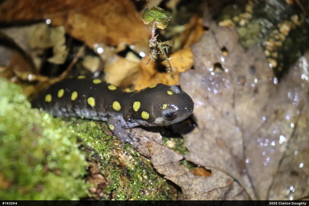 Spotted Salamander