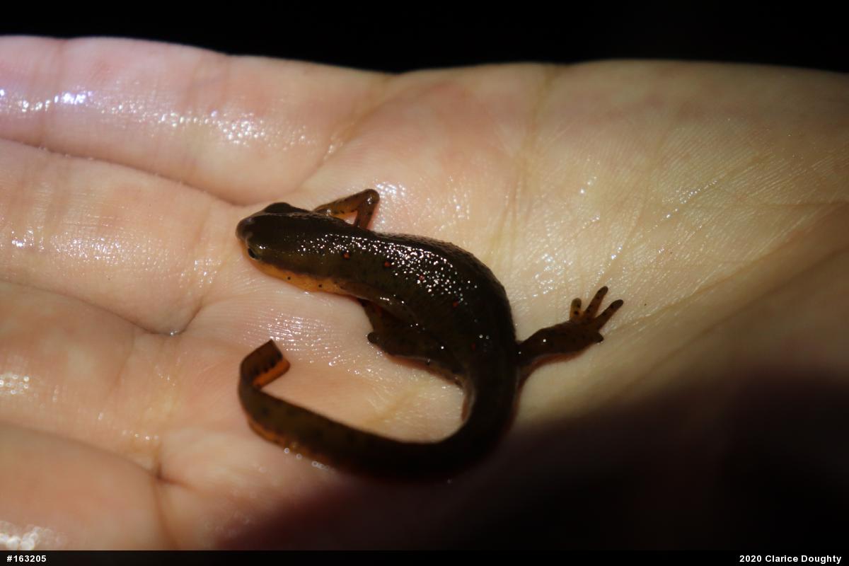 Red-spotted Newt