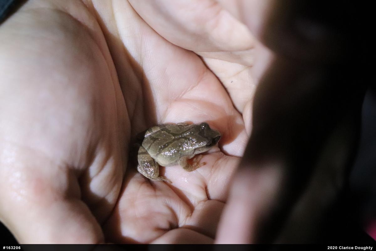 Spring Peeper