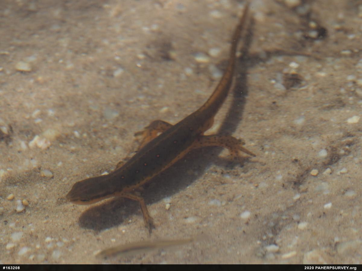 Red-spotted Newt