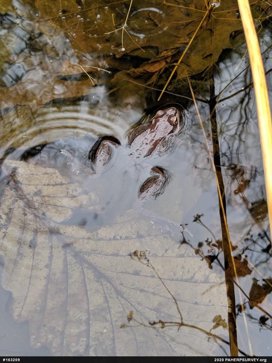 Wood Frog