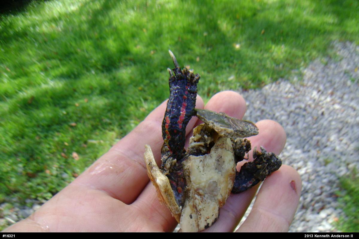 Painted Turtle