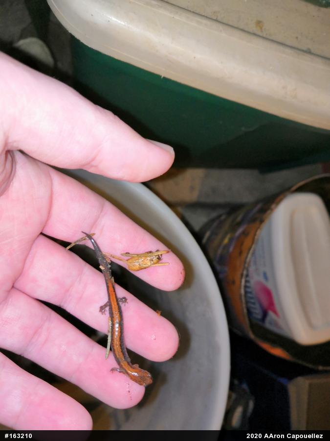Eastern Red-backed  Salamander