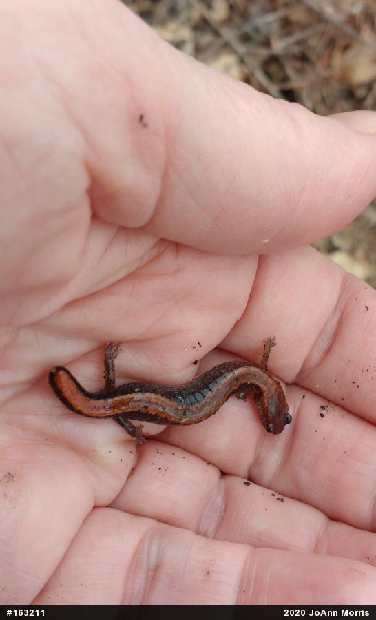 Eastern Red-backed  Salamander