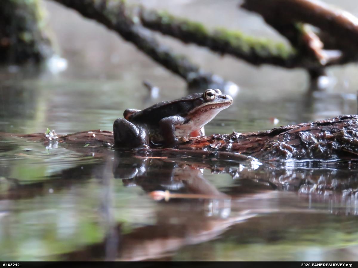 Wood Frog