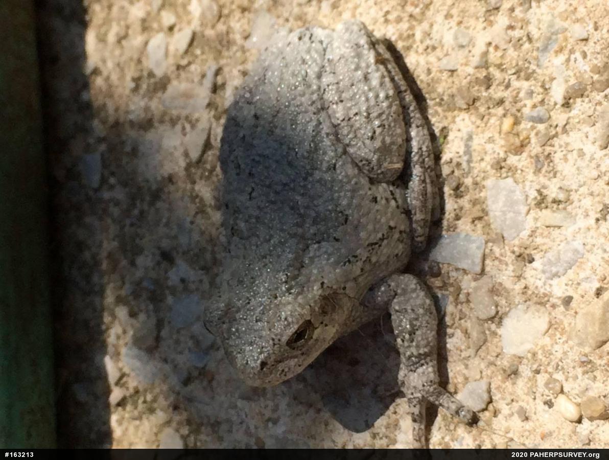 Unknown Gray Treefrog