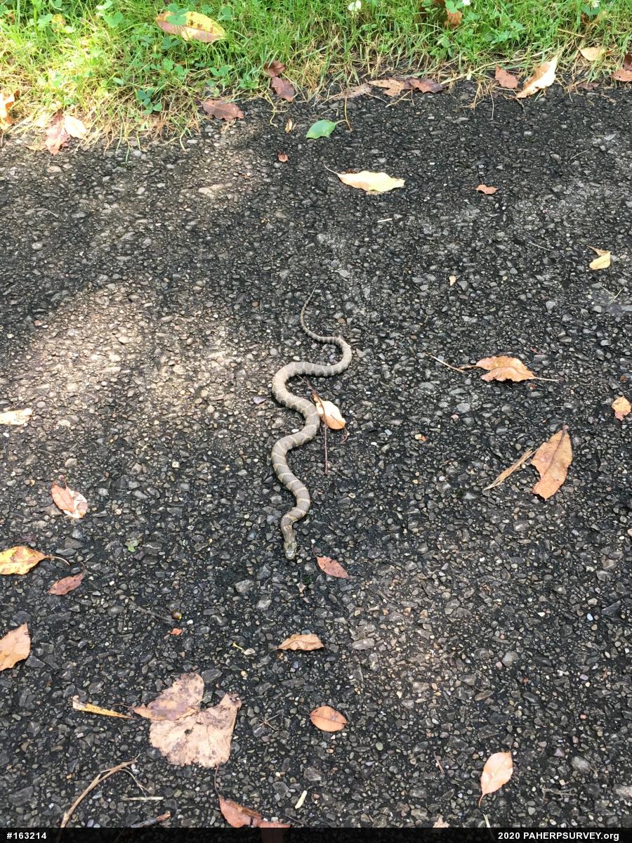 Northern Watersnake