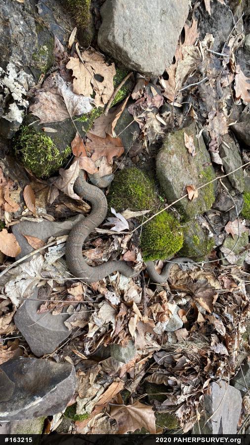 Northern Watersnake