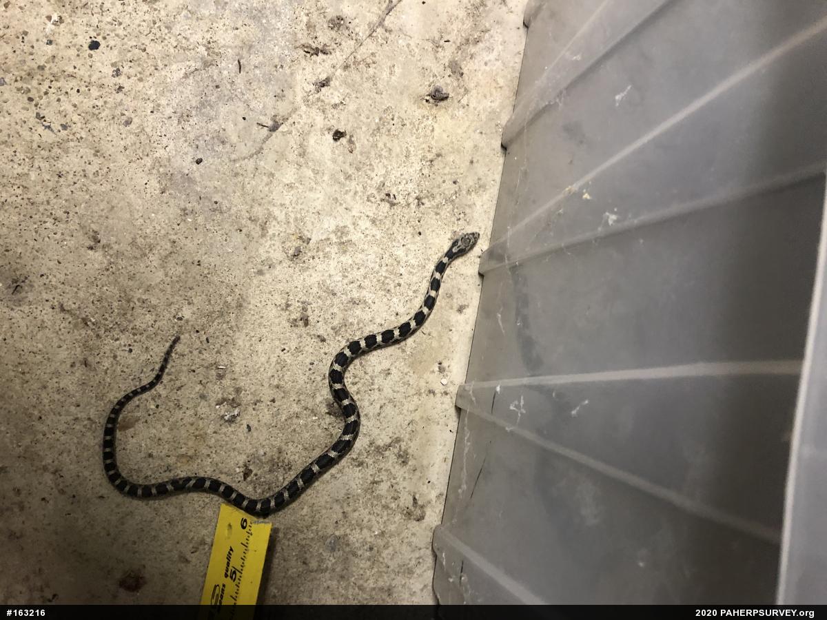 Eastern Ratsnake