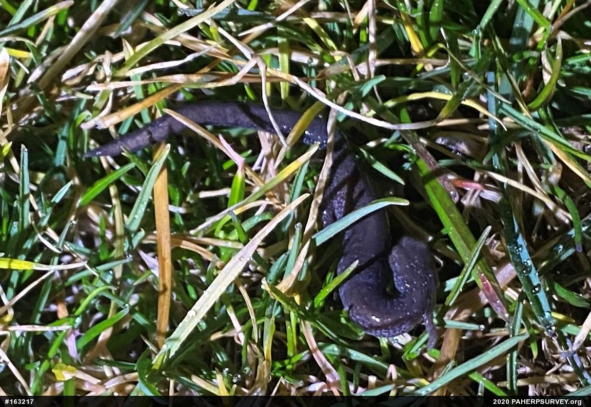 Eastern Red-backed  Salamander