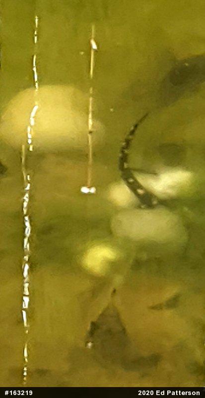 Spotted Salamander