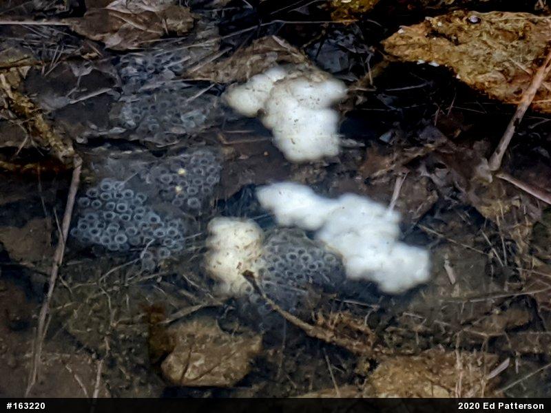 Spotted Salamander