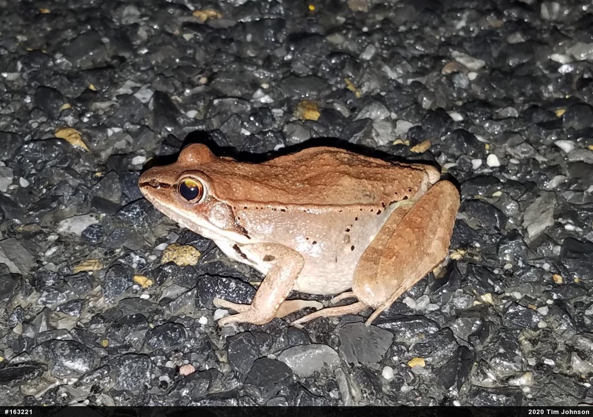 Wood Frog