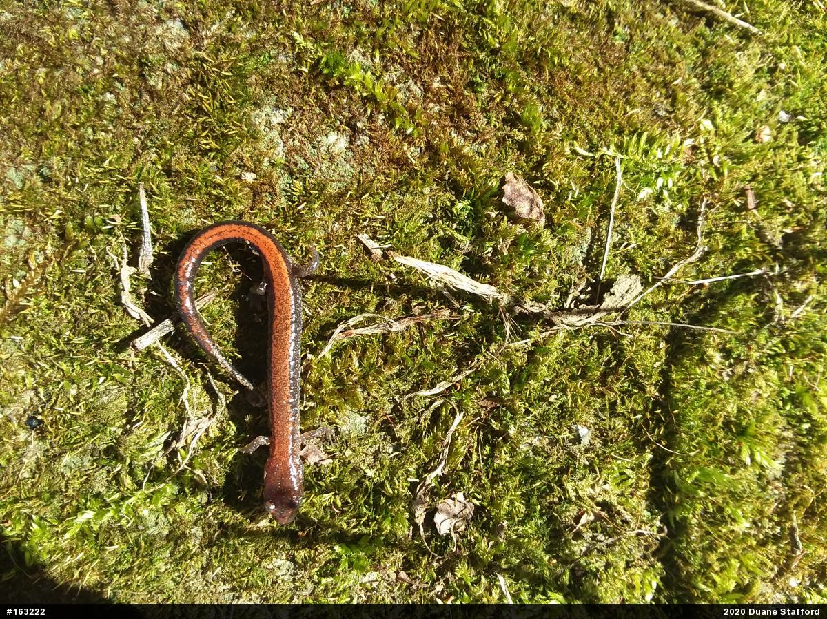 Eastern Red-backed  Salamander
