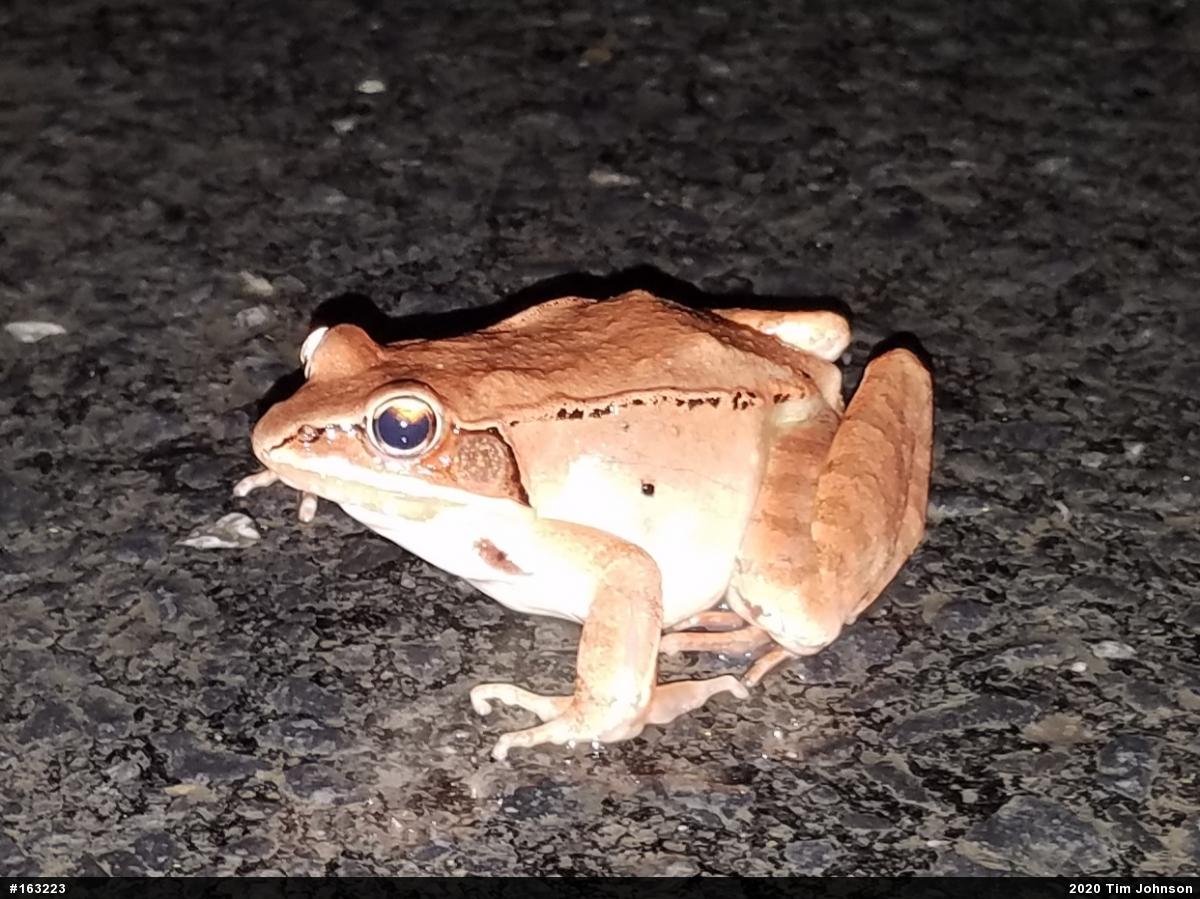 Wood Frog