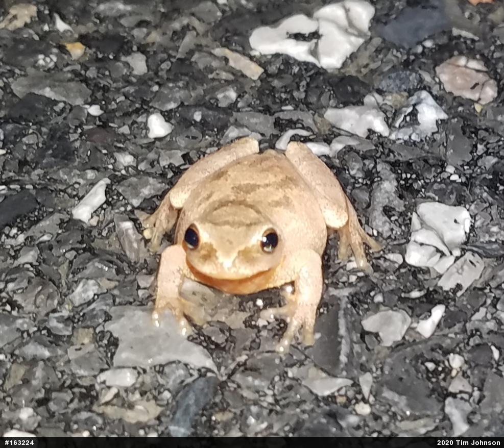 Spring Peeper