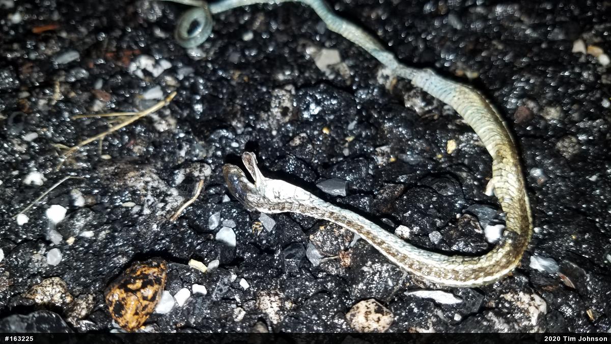 Eastern Gartersnake
