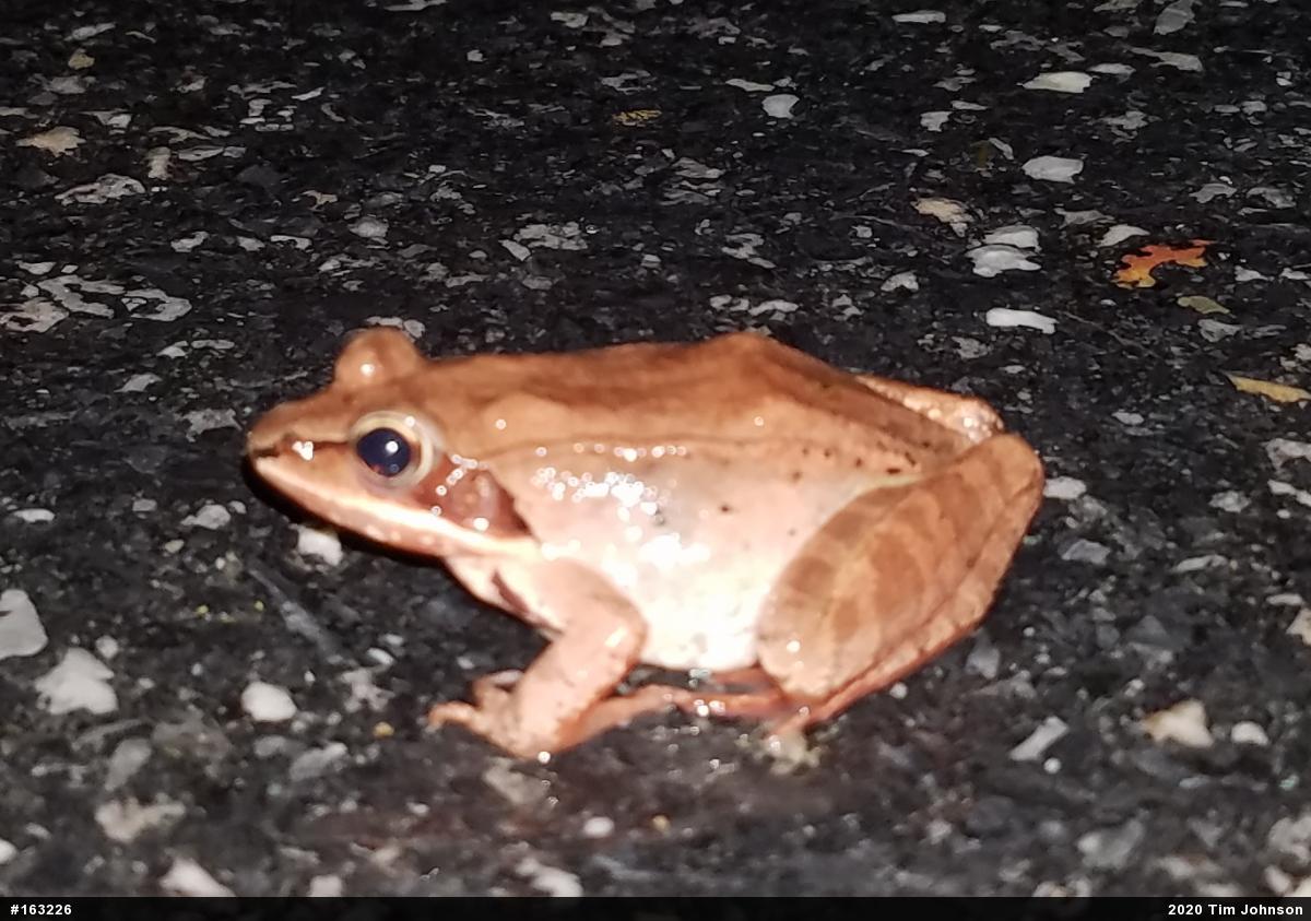 Wood Frog