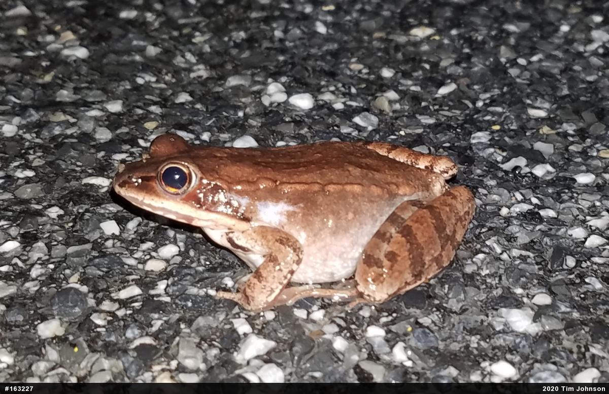 Wood Frog