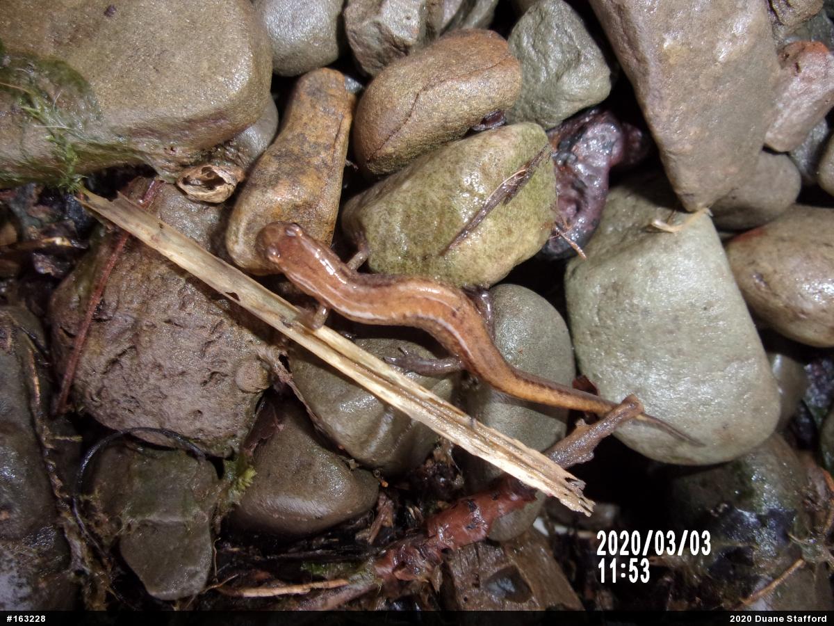Allegheny Mountain Dusky Salamander