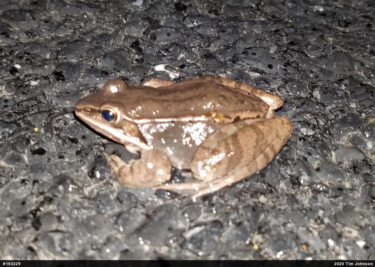 Wood Frog