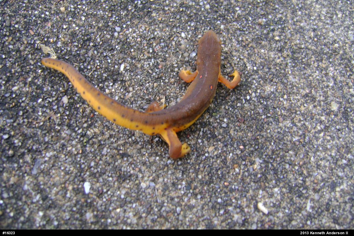 Red-spotted Newt