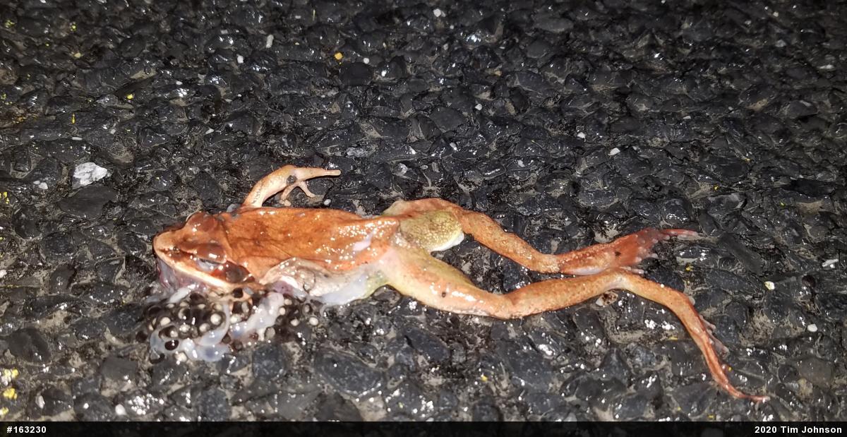 Wood Frog