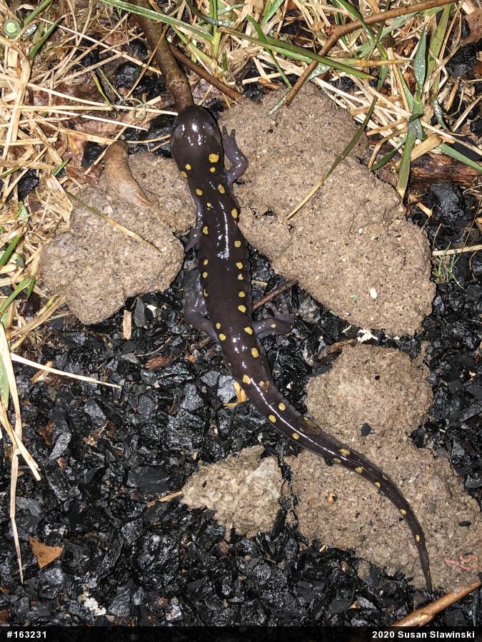 Spotted Salamander