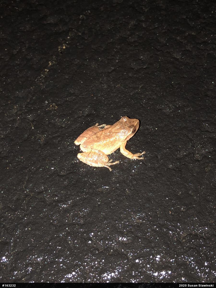 Spring Peeper