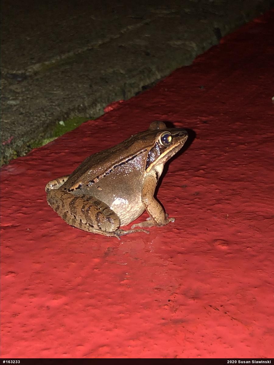 Wood Frog