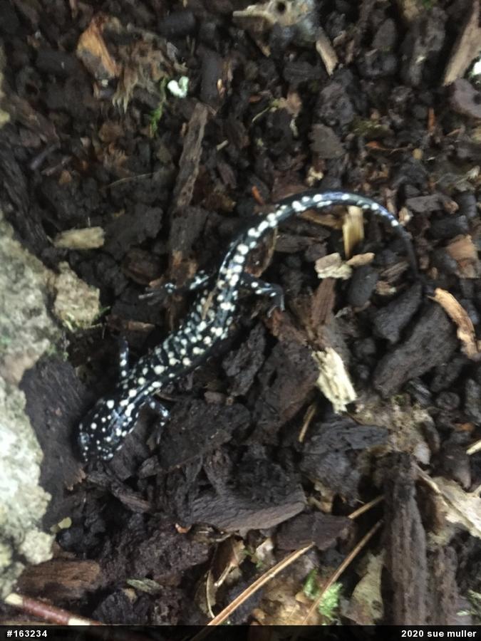 Northern Slimy Salamander