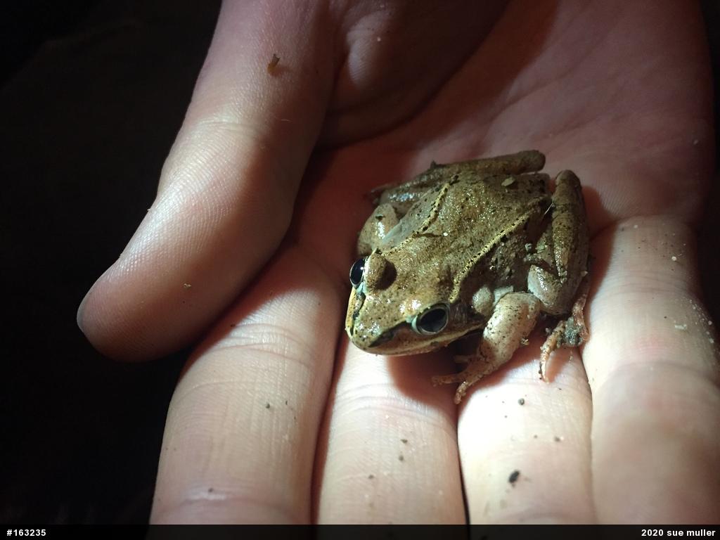 Wood Frog