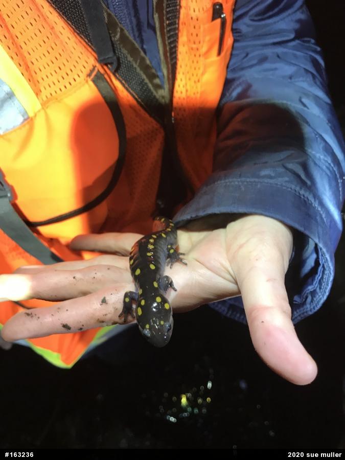 Spotted Salamander