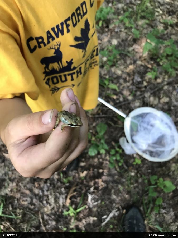 Wood Frog