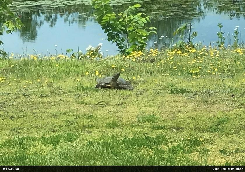 Eastern Spiny Softshell
