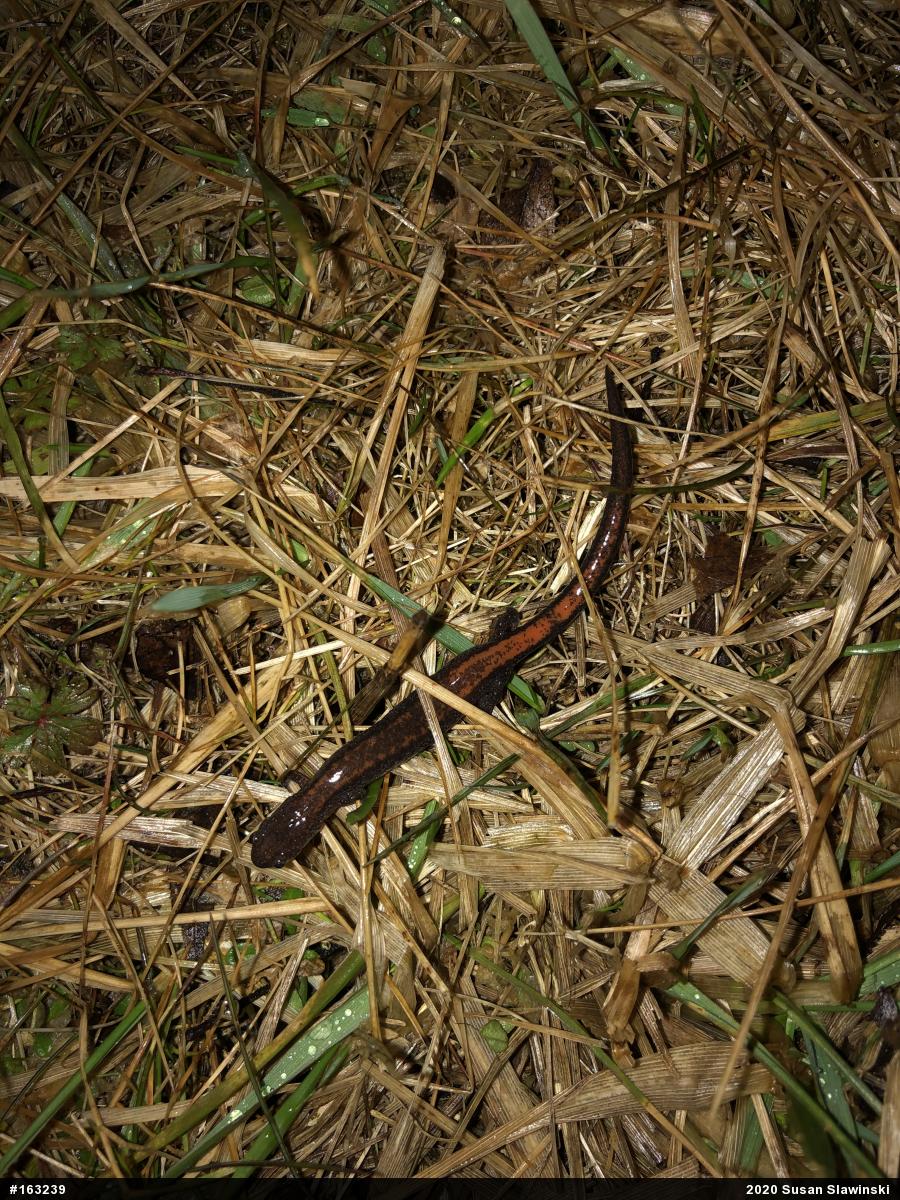 Eastern Red-backed  Salamander