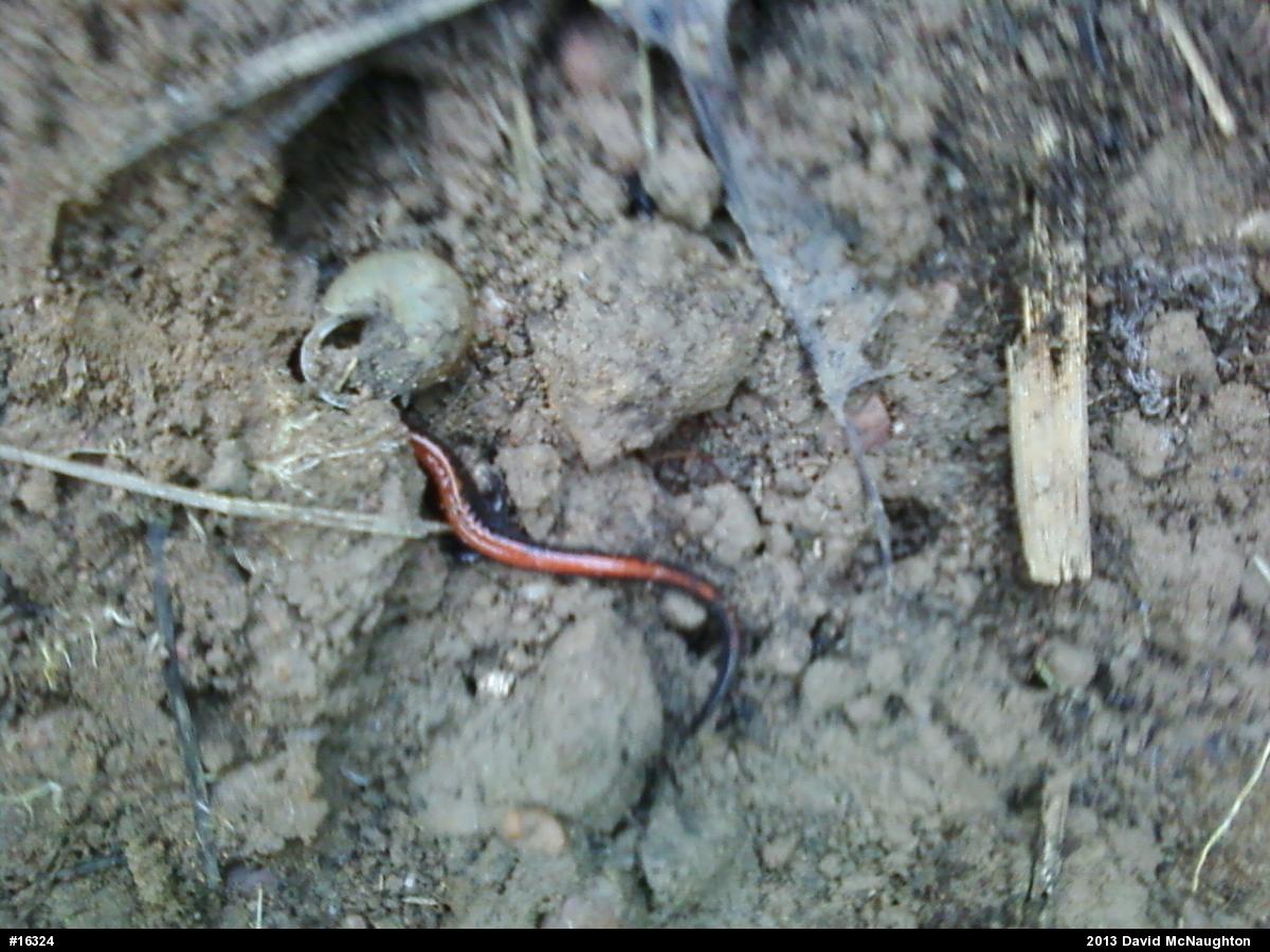 Eastern Red-backed  Salamander