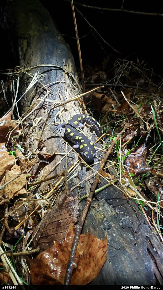 Spotted Salamander