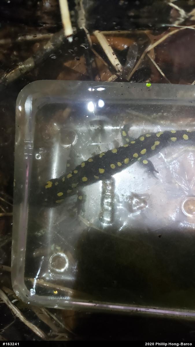 Spotted Salamander