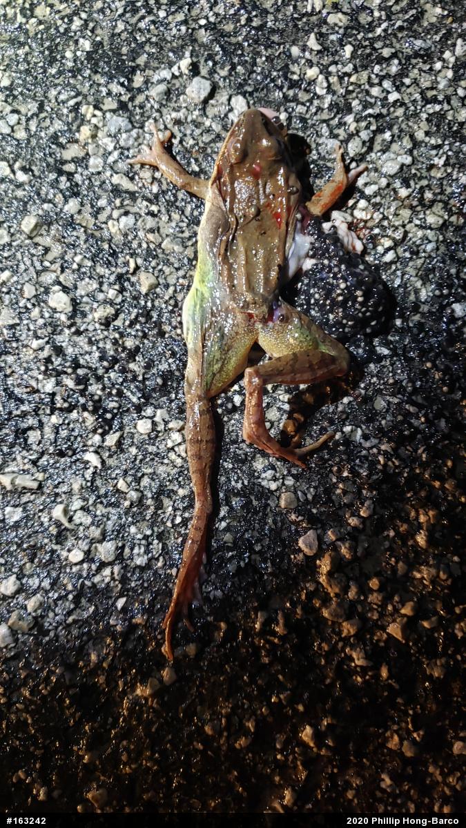 Wood Frog
