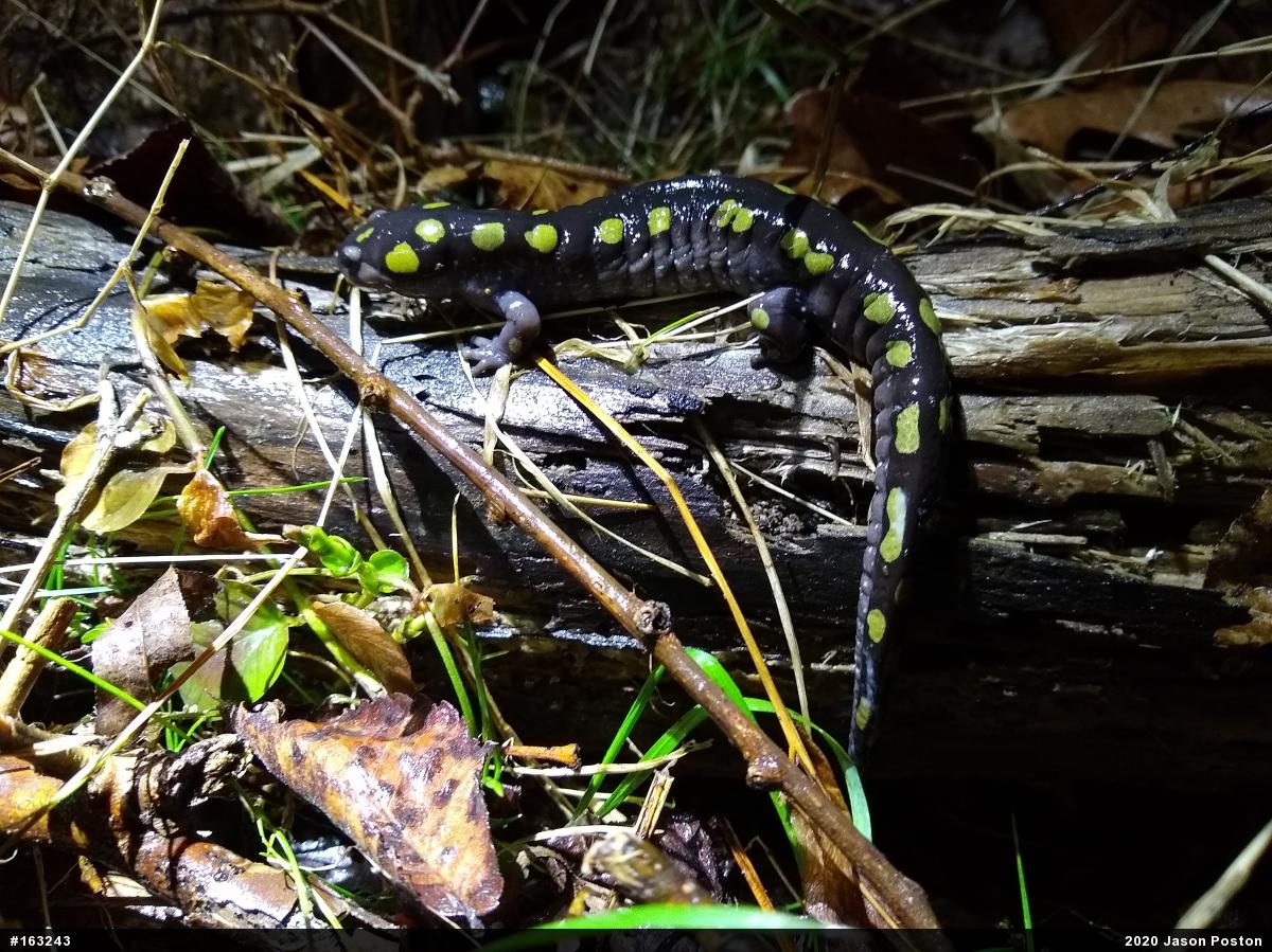 Spotted Salamander
