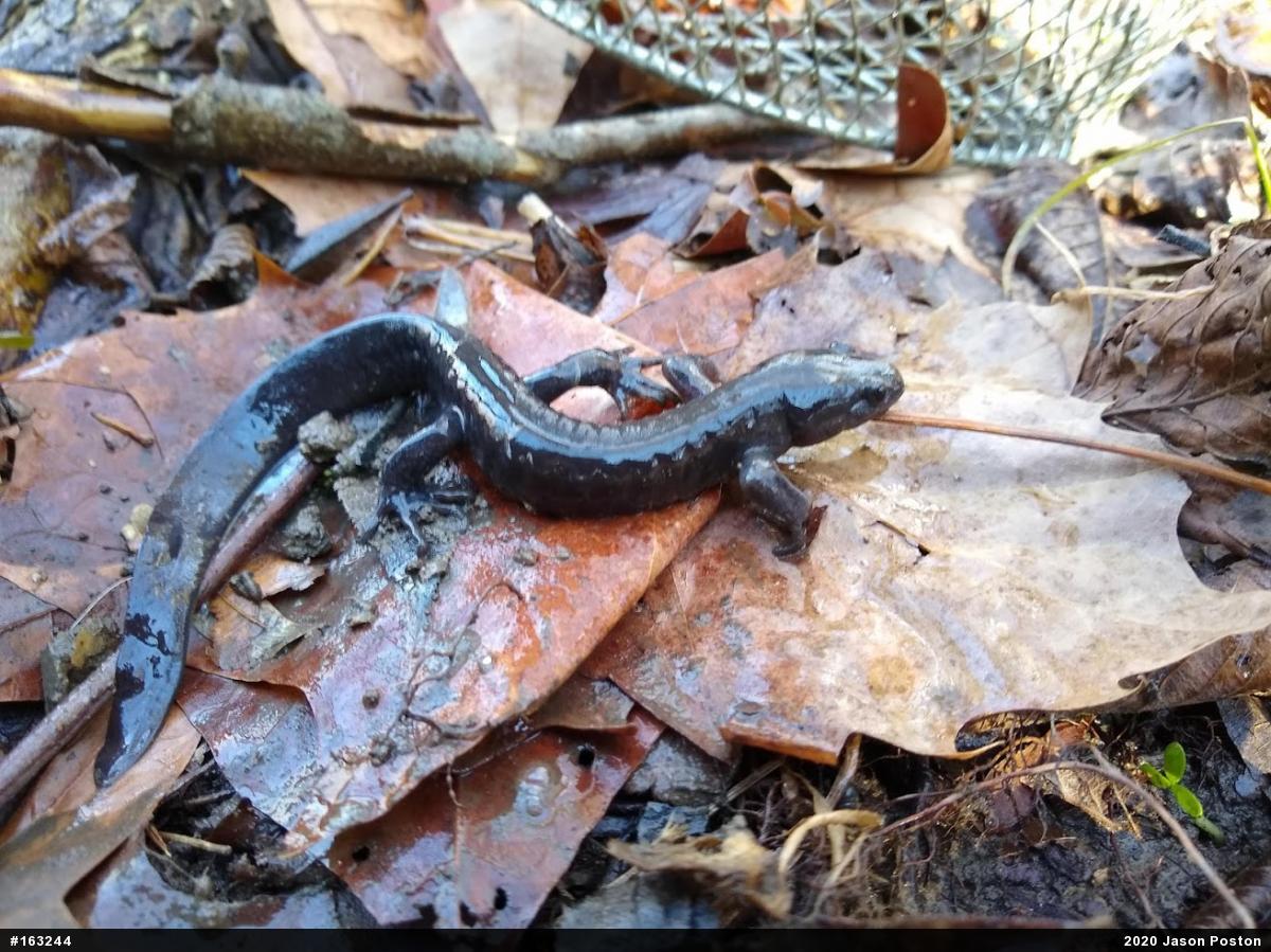 Jefferson Salamander
