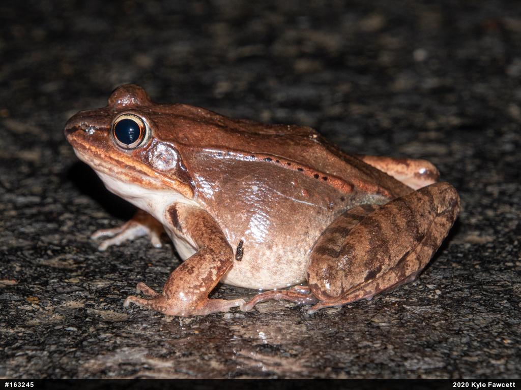 Wood Frog