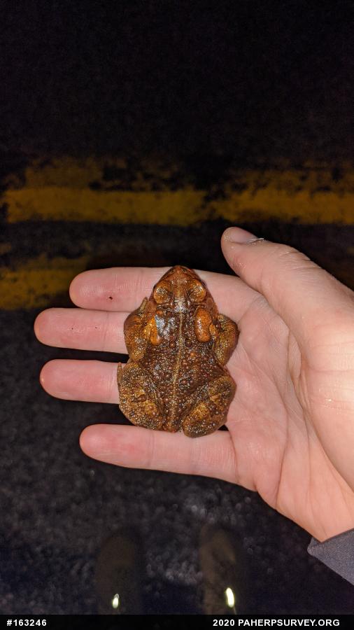 Eastern American Toad