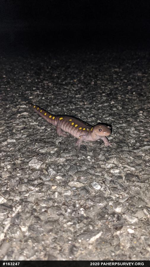 Spotted Salamander