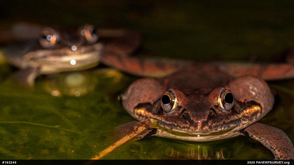 Wood Frog