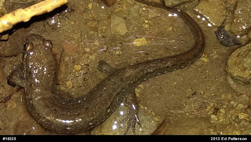 Northern Dusky Salamander